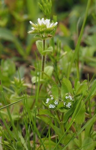 200428063nodyisya.jpg