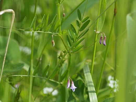 200507124kasumagusa.jpg