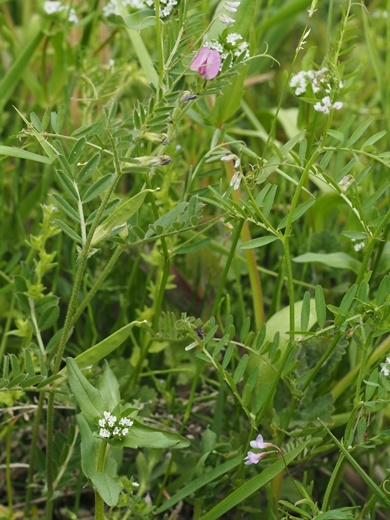 200507129endo3.jpg