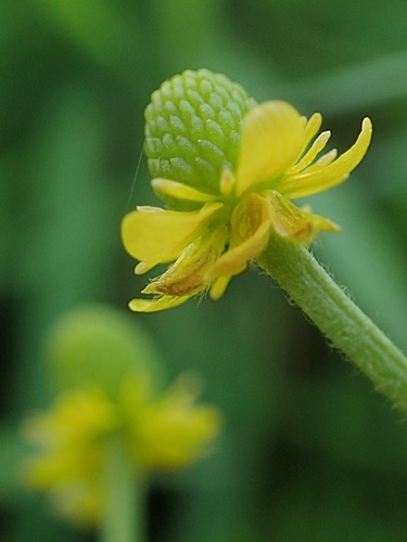 200508059tagarasi.jpg