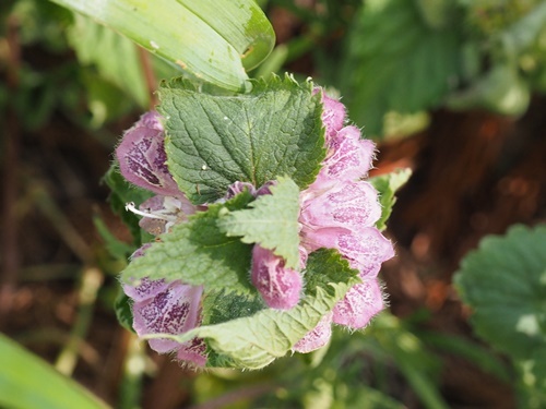 200508081odorikoso.jpg
