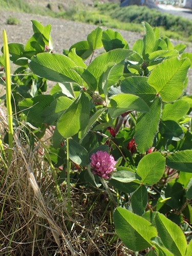 200508111murasakitumekusa.jpg