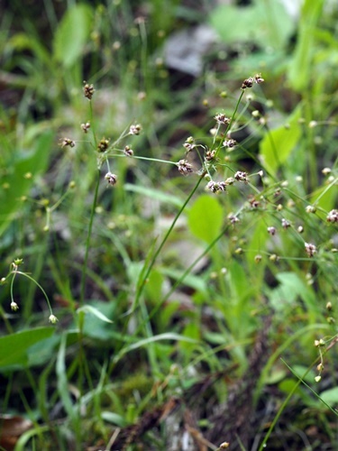 200508176yamasuzumenohie.jpg