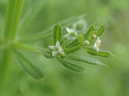 200517030sirahosimugura.jpg