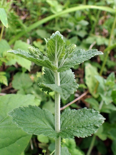 200517076hiyokuso.jpg