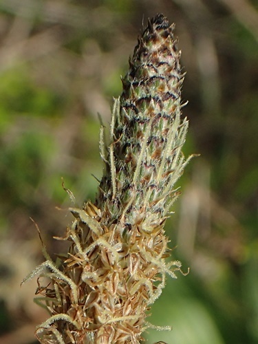 200524100heraoobako.jpg