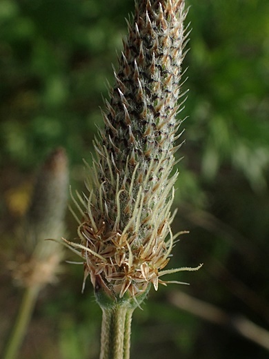 200524107heraoobako.jpg