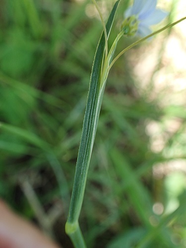 200610074ooniwazekisyou.jpg