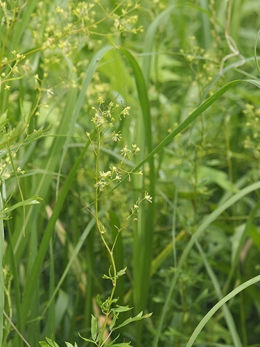 200615148nokaramatu.jpg