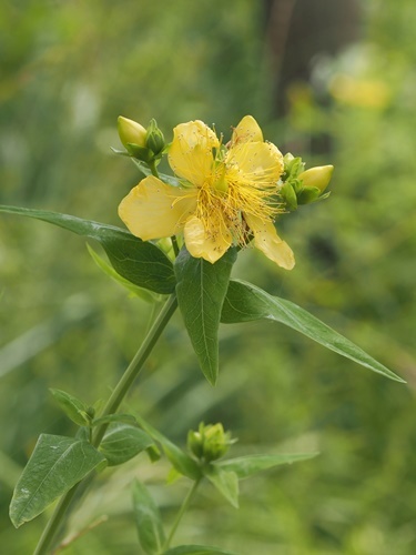 200615166tomoesou.jpg