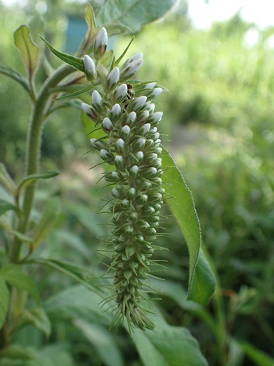 200617031noji-kasui.jpg
