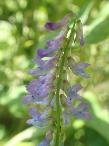 200617124kusahuji.jpg