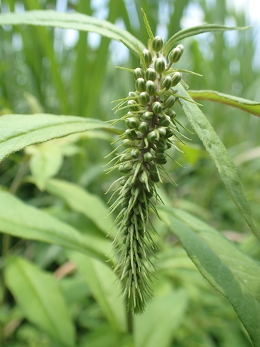 200617185noji-kasui-tubomidake.jpg