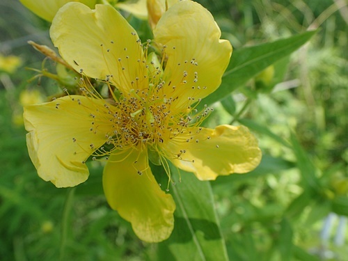 200617274tomoesou.jpg