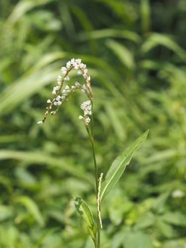 200707090sirobanasakuratade.jpg