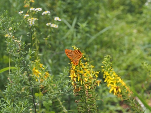 200717103midorihyoumon.jpg