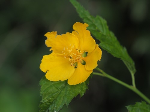 200719044yamabuki.jpg