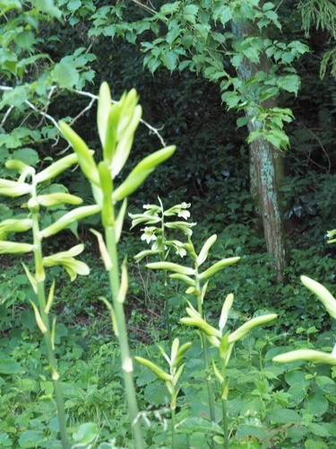 200719048ubayuri.jpg