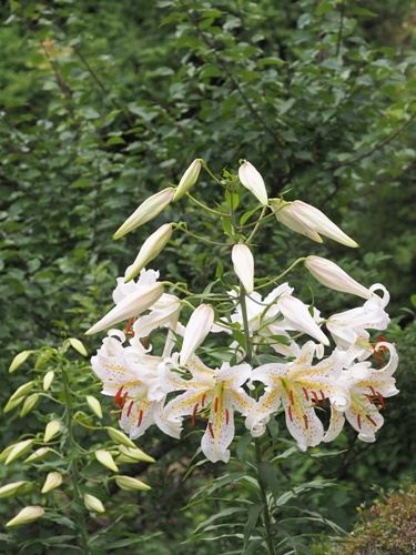 200719147yamayuri.jpg