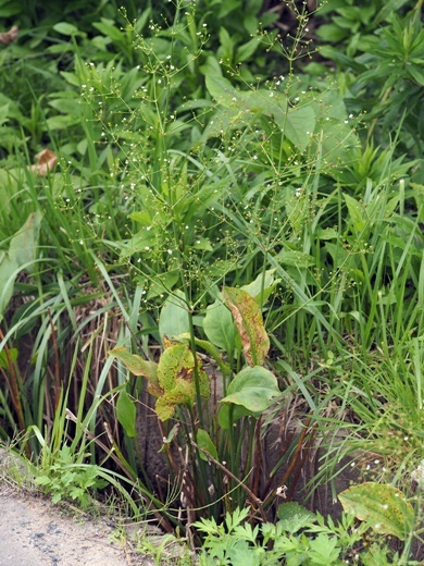 200722003sajiomodaka.jpg