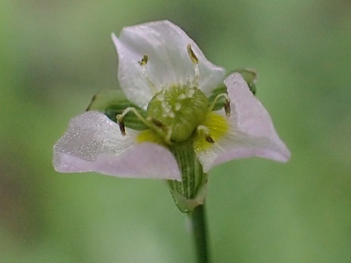 200722009hanasajiomodaka.jpg