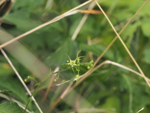 200724128amatyaduru.jpg