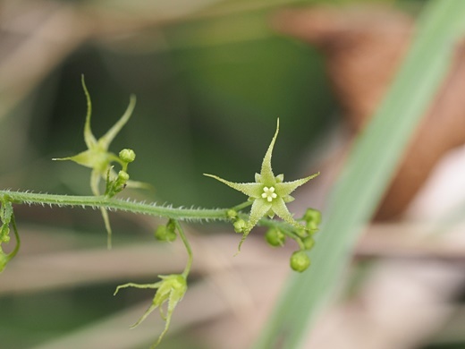 200724129amatyaduru.jpg
