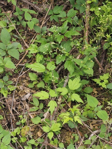 200724135botanduru.jpg
