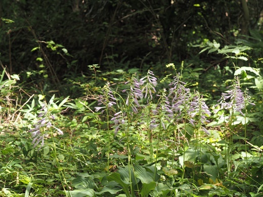 200825010kobagibousi.jpg