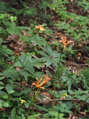 200825022husigurosennounado.jpg