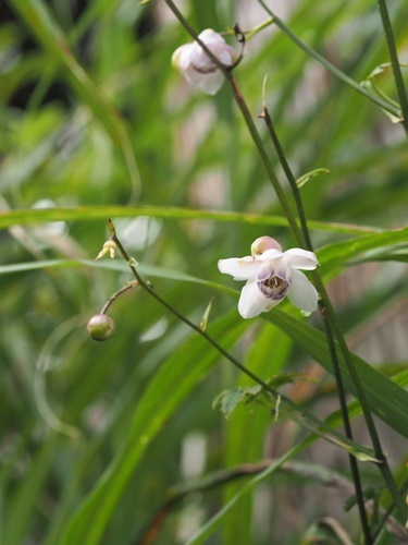 200827007rengesyoma.jpg