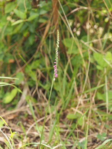 200827068nejibana.jpg