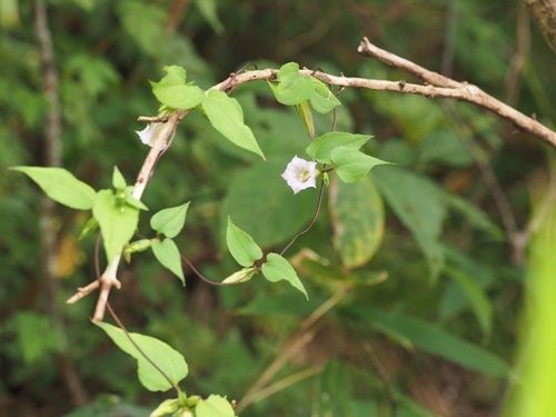 200827140tururindo.jpg