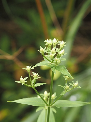 200904004akebonoso.jpg