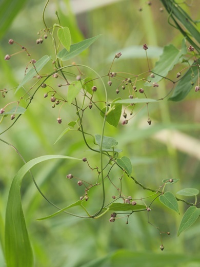 200910129kokamomeduru.jpg