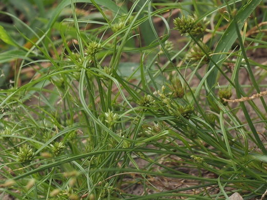 200914075aogayaturi.jpg