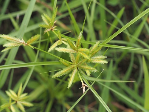 200916039kugugayaturi.jpg
