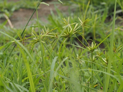 200916040kugugayaturi.jpg