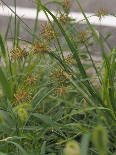 200916042tyagayaturi.jpg