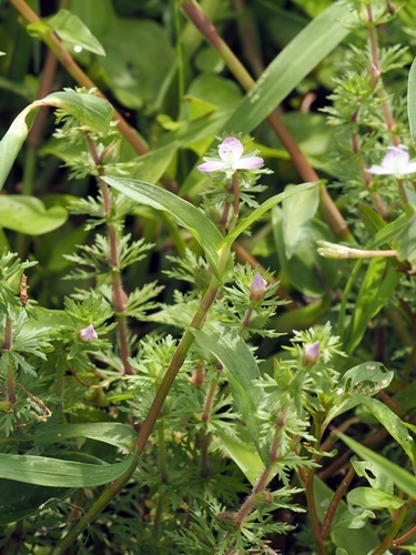 200920154ibokusa-kikumo.jpg