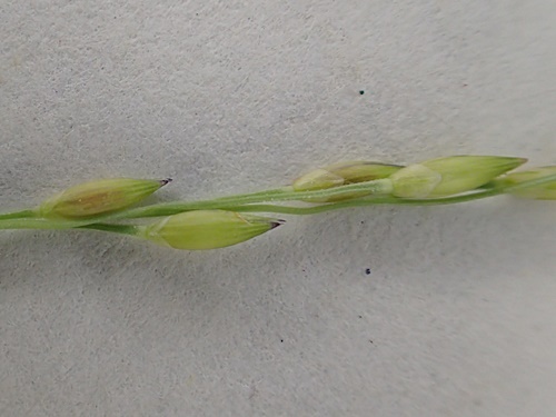 200922172ookusakibi.jpg