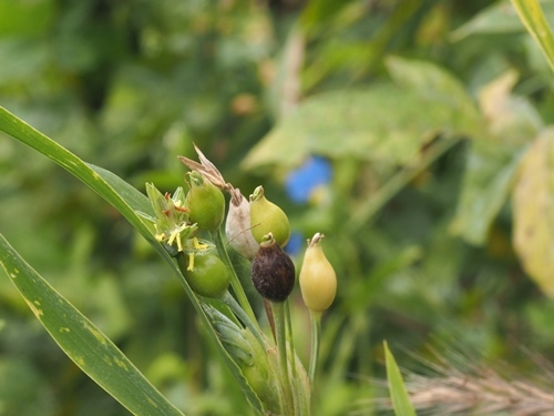 201003024juzudama.jpg