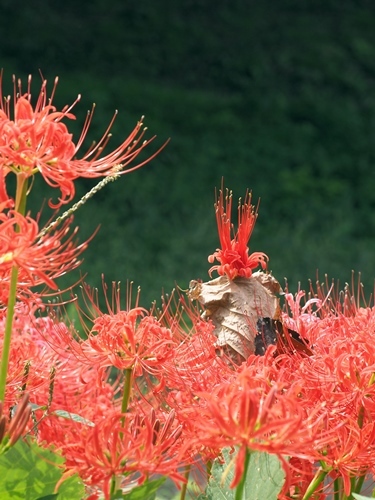 201003035.jpg