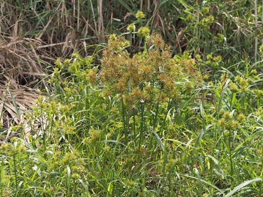 201018010hosomikinngayaturi.jpg
