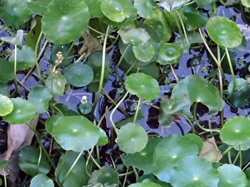 201227007s.jpg