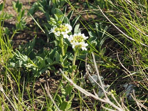 210410170hamahatazao.jpg