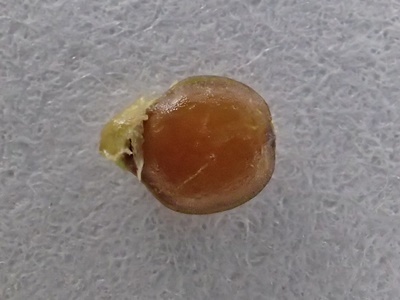 210528207kajitu.jpg