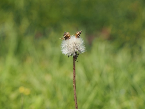 210719093seiyoutanpopo.jpg