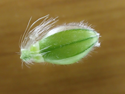 210818212narukobie.jpg