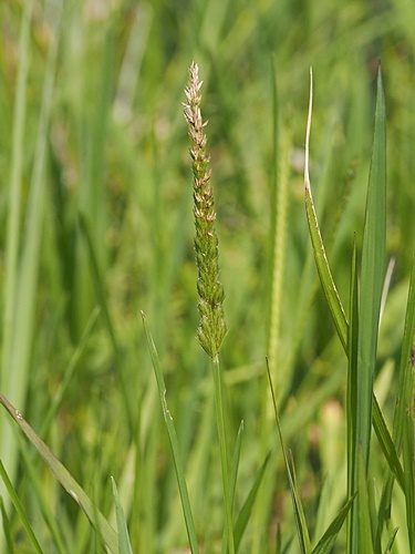 210827055ohisiba.jpg